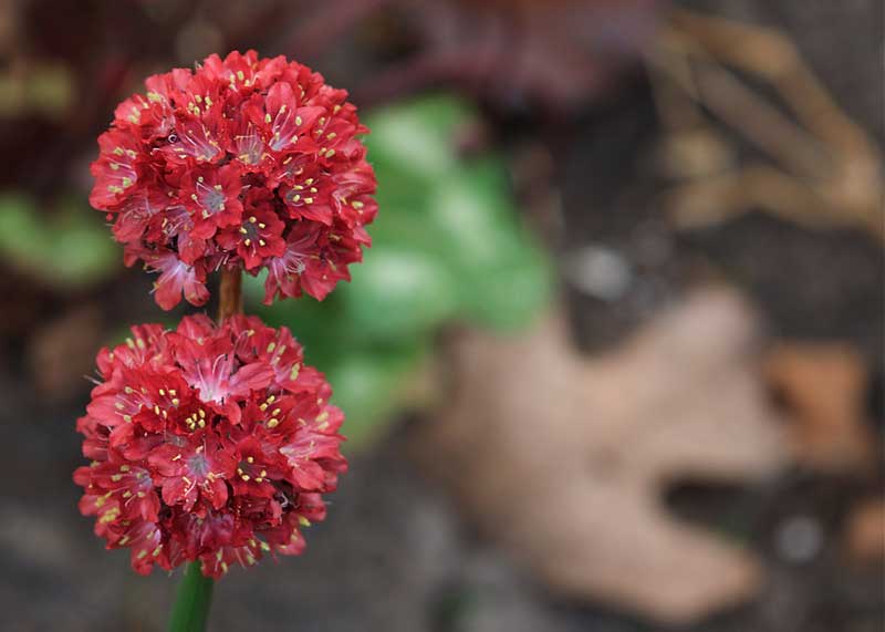 Red Armeria