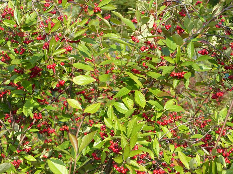 Red Chokeberry