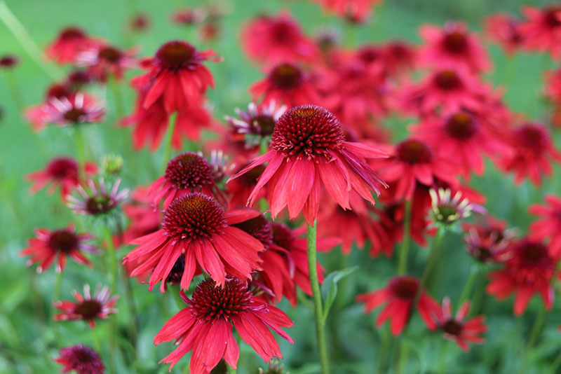 Red Coneflower