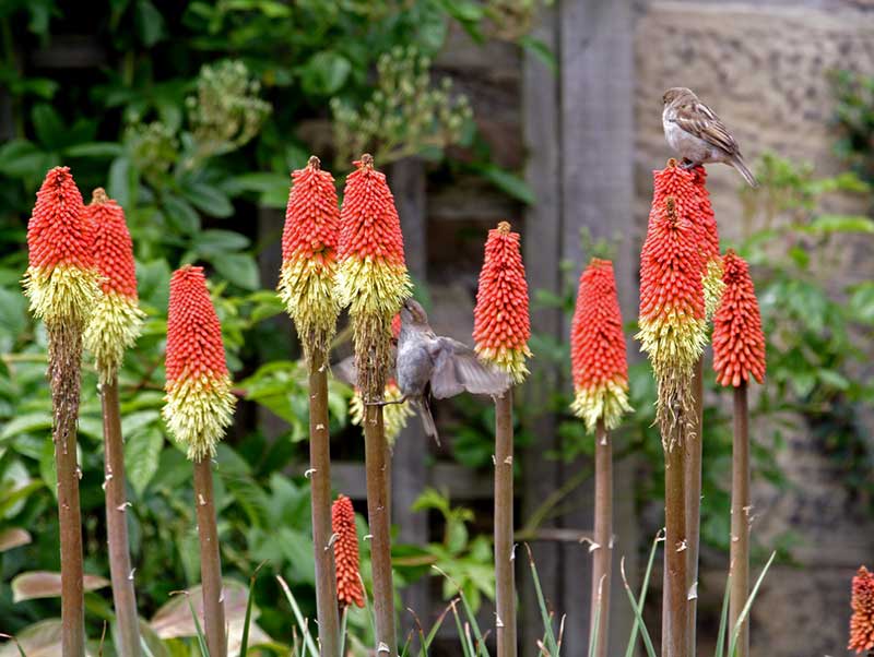 Red Hot Poker