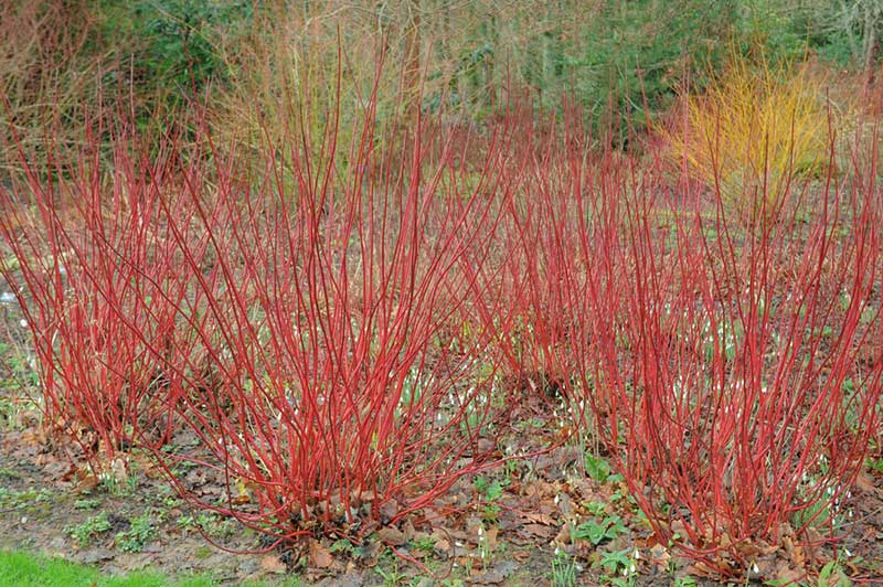 Red dogwood