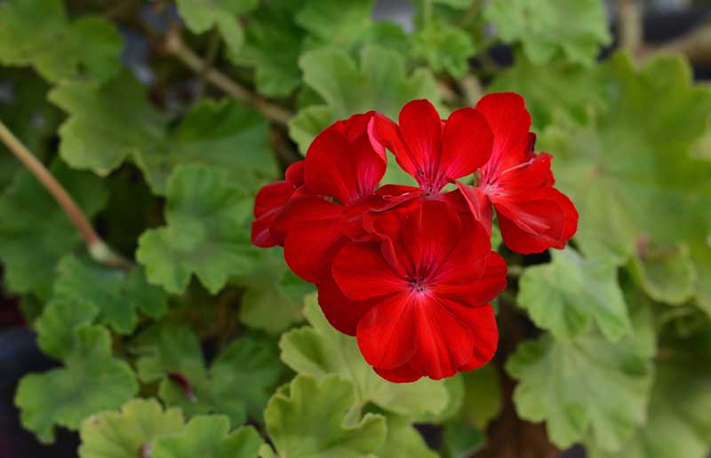 Red Cranesbill