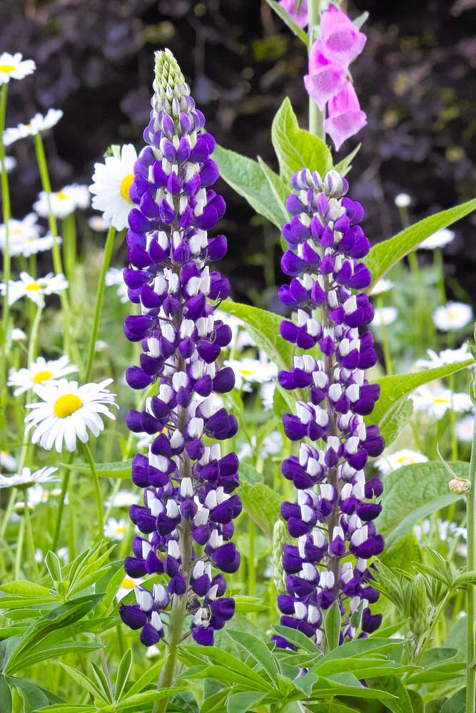 Purple Russell blue Lupine