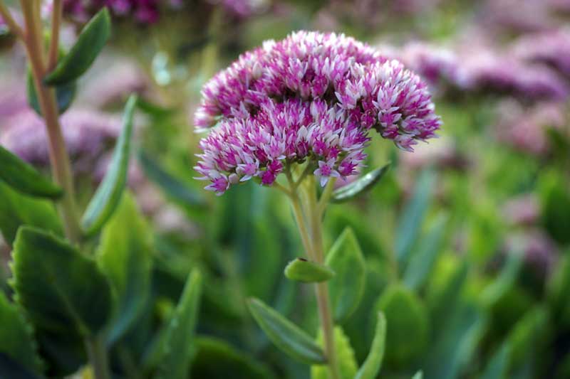 purple Sedum