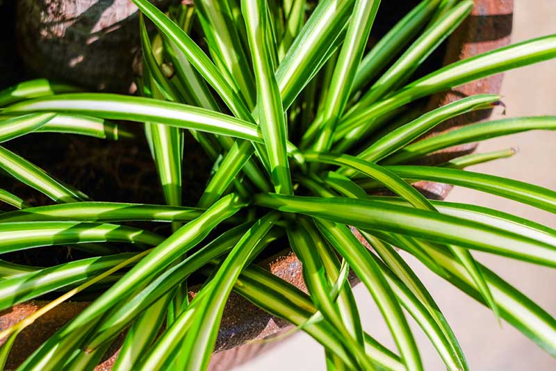 Spider Plant