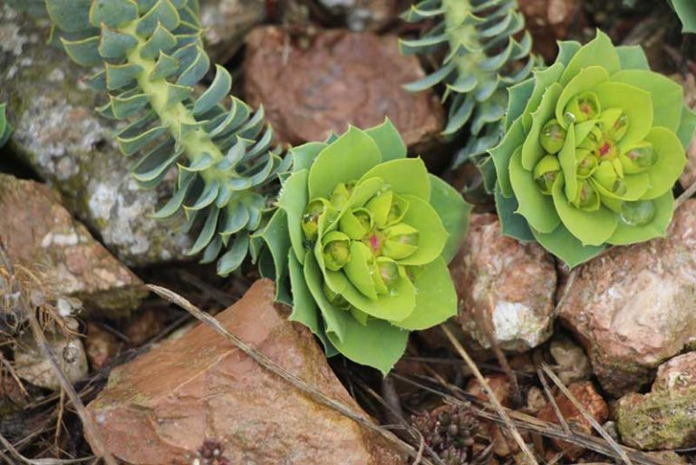 15 Rabbit Resistant Perennials (Photos) Garden Lovers Club