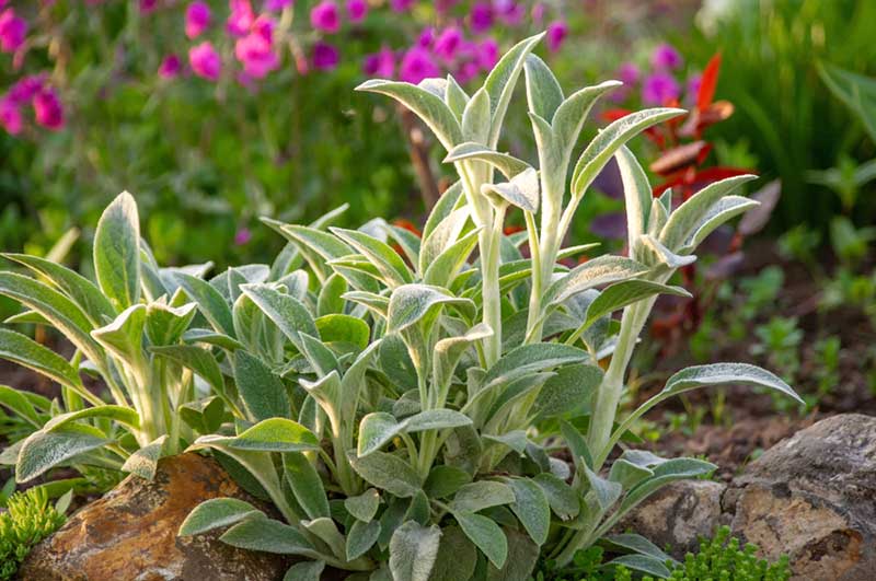 15 Rabbit Resistant Perennials (Photos) - Garden Lovers Club