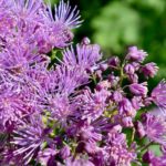 Purple Thalictrum