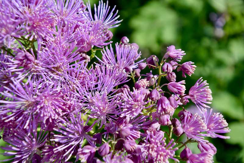 Purple Thalictrum