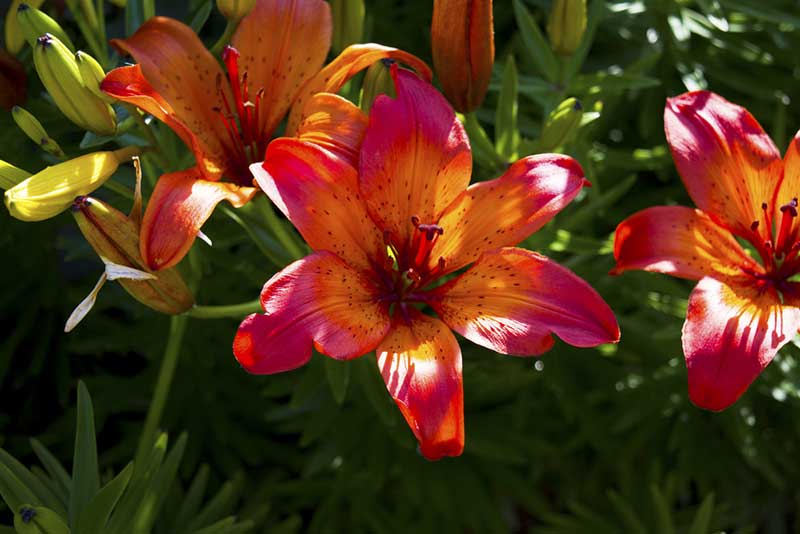 is daylily poisonous to dogs