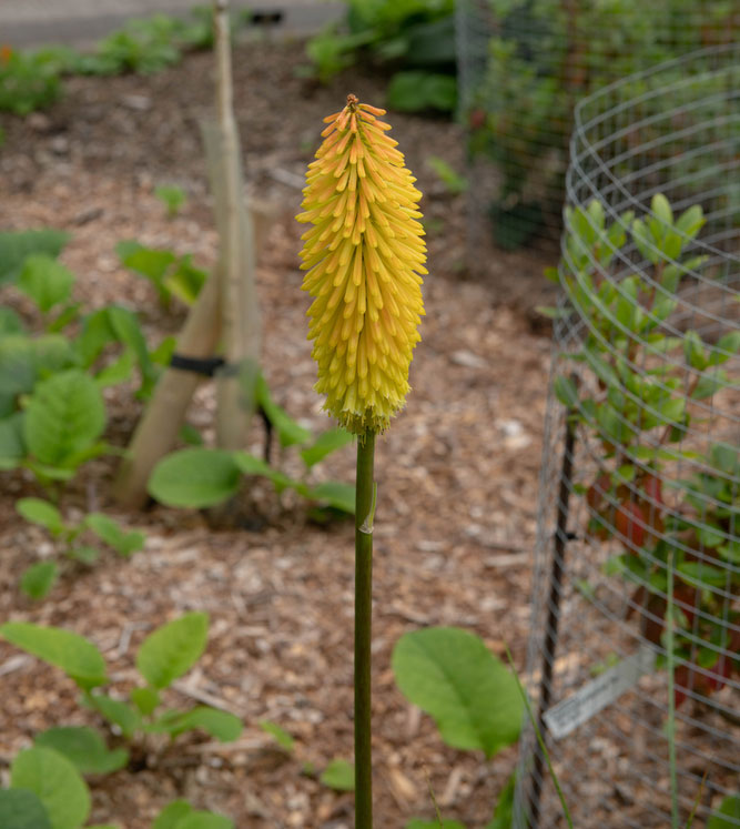 Torch Lily