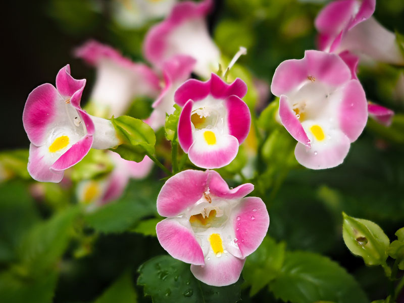 Torenia