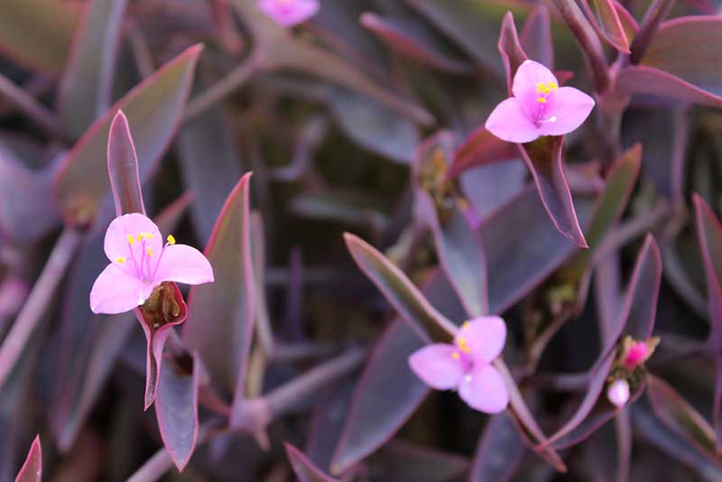 Tradescantia