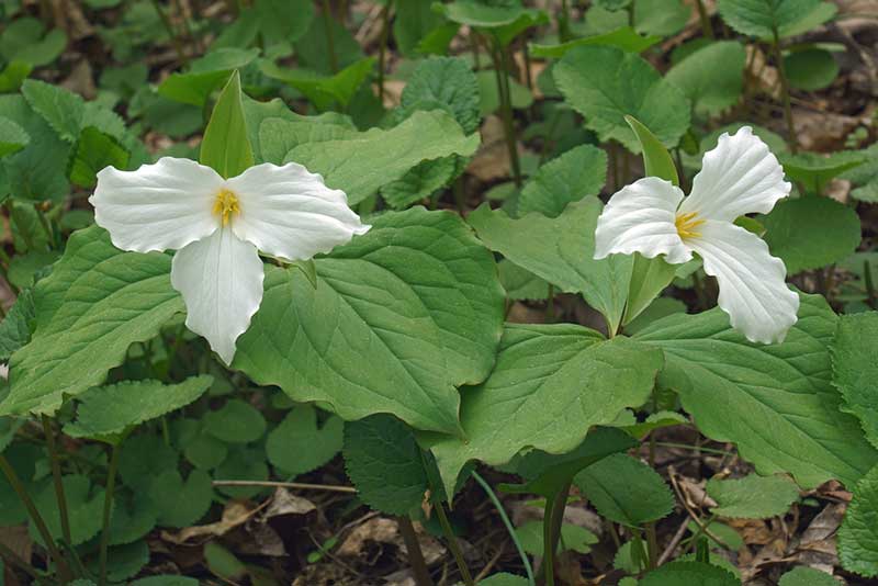 Trillium