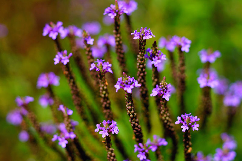 Verbena