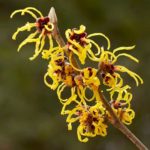 Witch Hazel