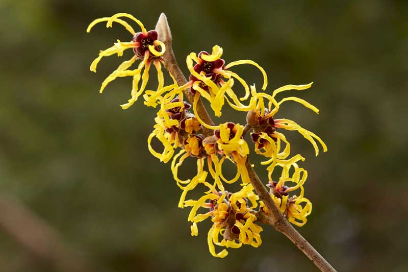 Witch Hazel