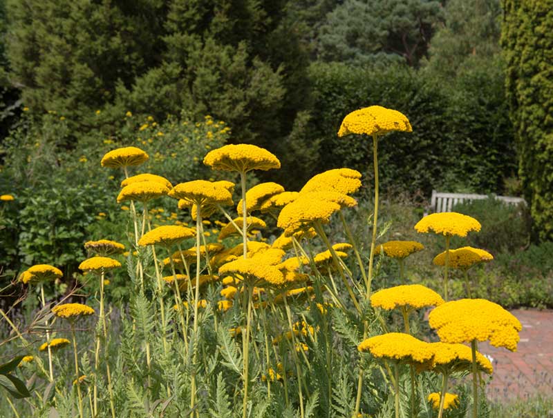 yellow Yarrow Perennial