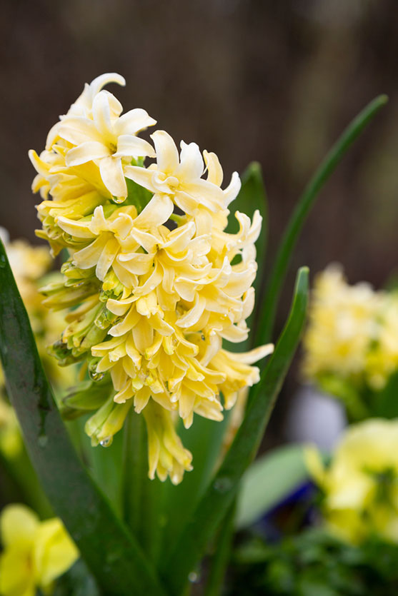 Yellow Dutch Hyacinth