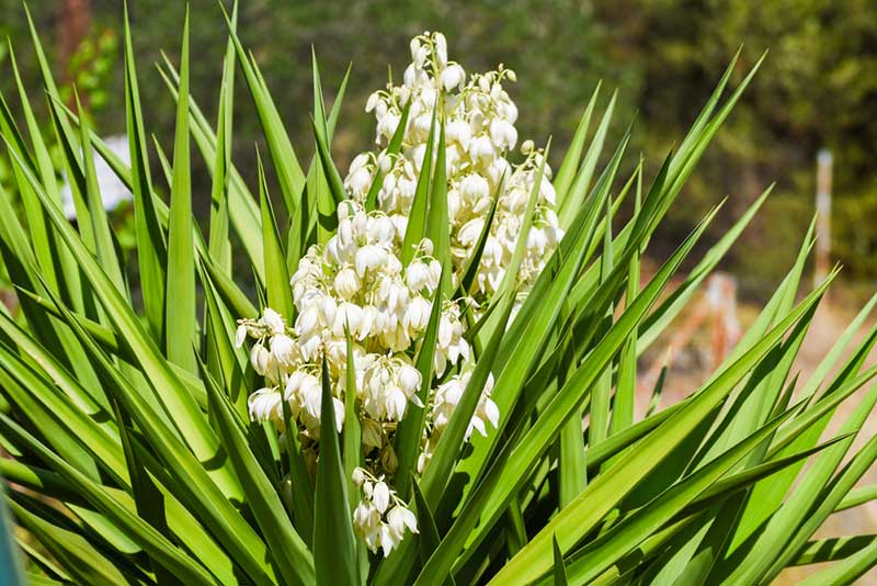 Yucca Plant