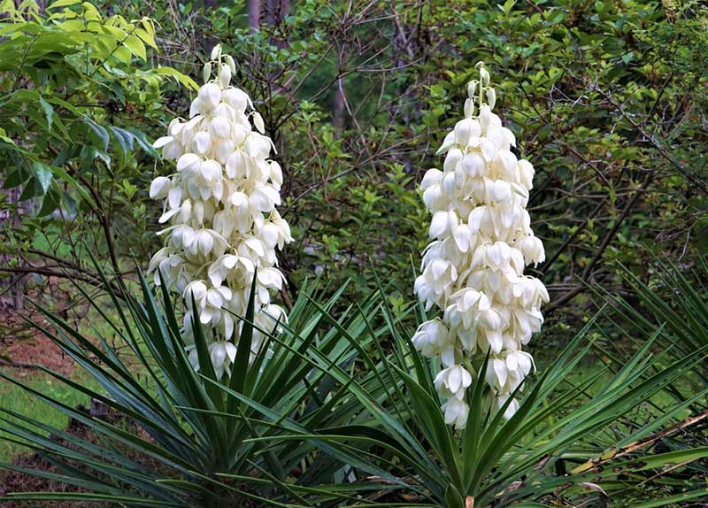 Yucca Plant