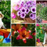 dog-safe flowers