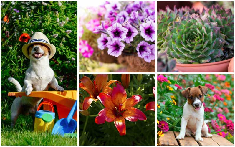dog-safe flowers