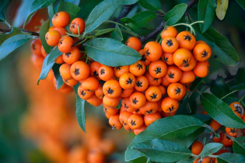 firethorn