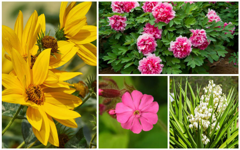 full sun perennial flowers