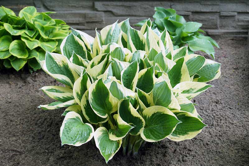 hosta in clay soil