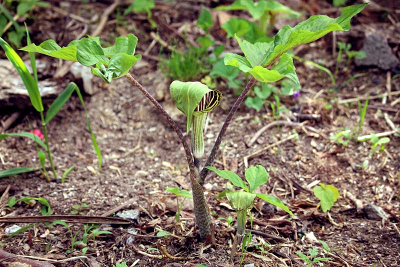 jack-in-the-pulpit