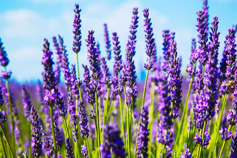 lavender purple flowers