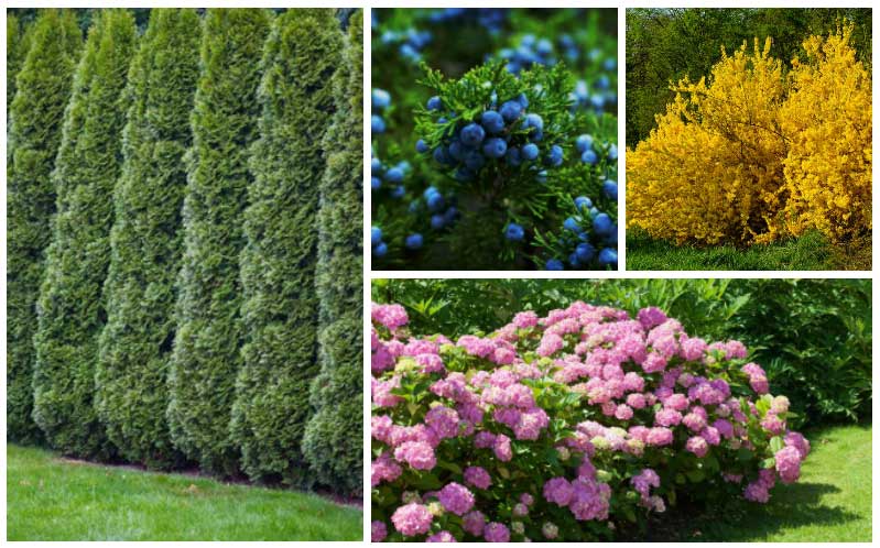 Simple Fast Growing Shrubs For Privacy for Simple Design