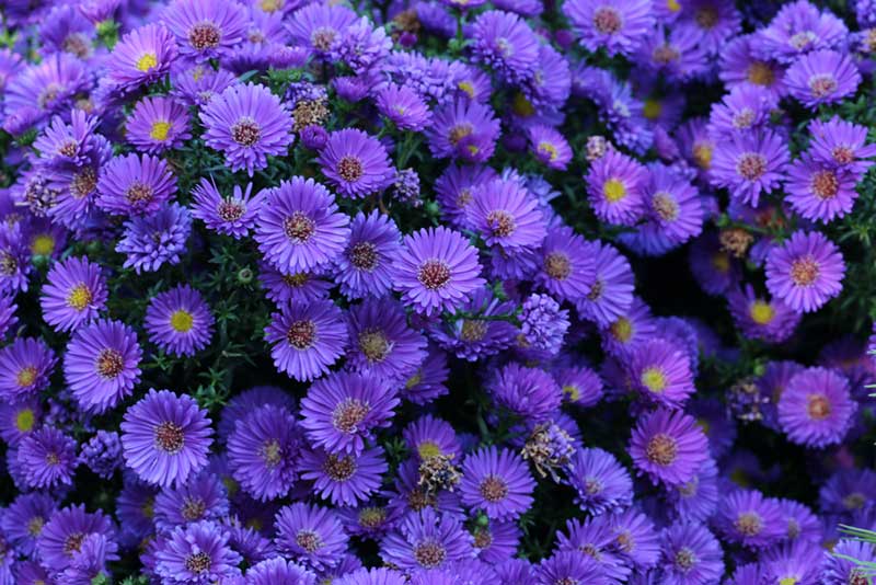 purple Aster