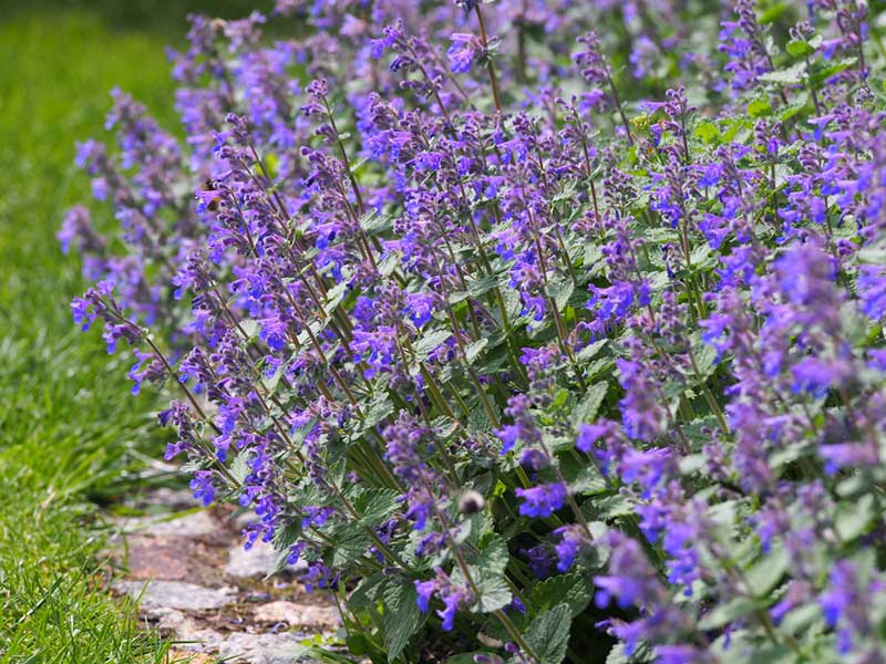 purple Catmint