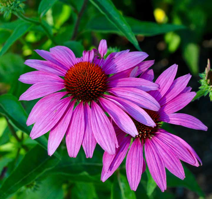 purple Coneflower