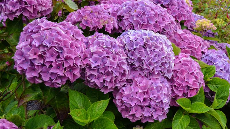 purple Hydrangea