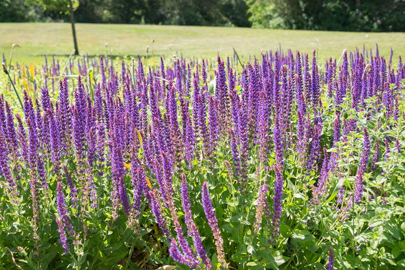30 Best Plants With Purple Flowers To Grow Outdoors
