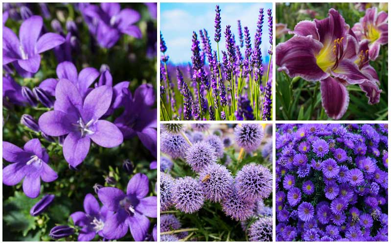 purple perennial flowers