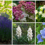 rabbit resistant flowers
