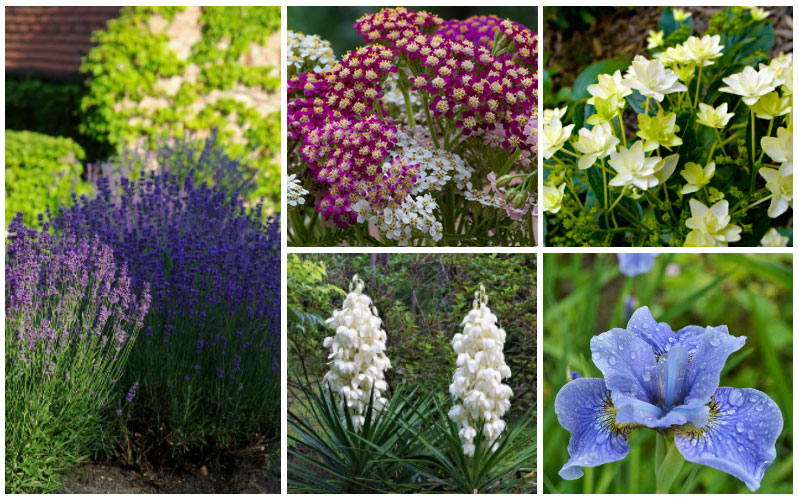 rabbit resistant flowers