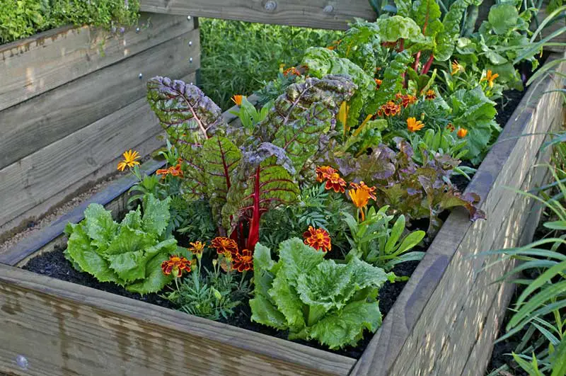 raised beds urban