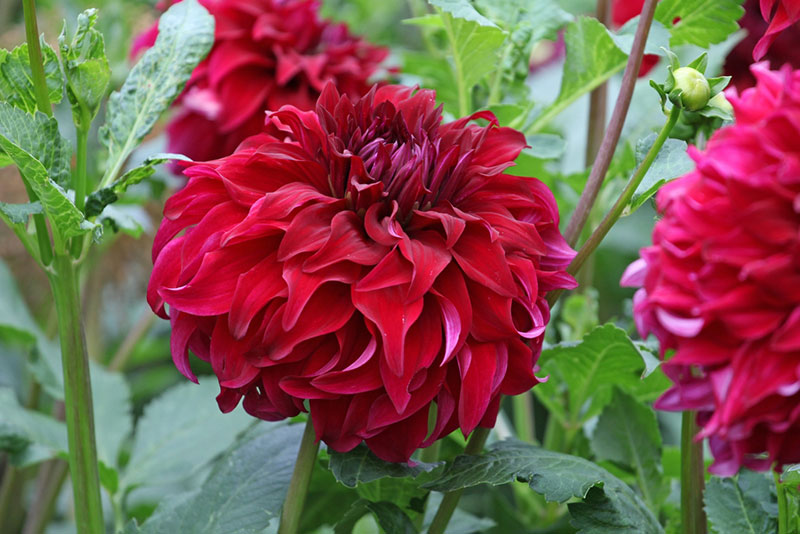 Red Dahlia