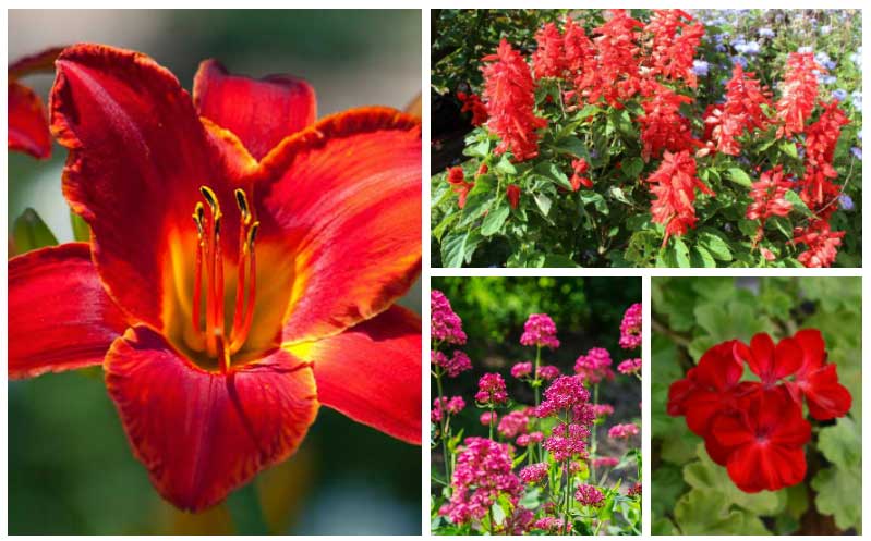 different types red perennials