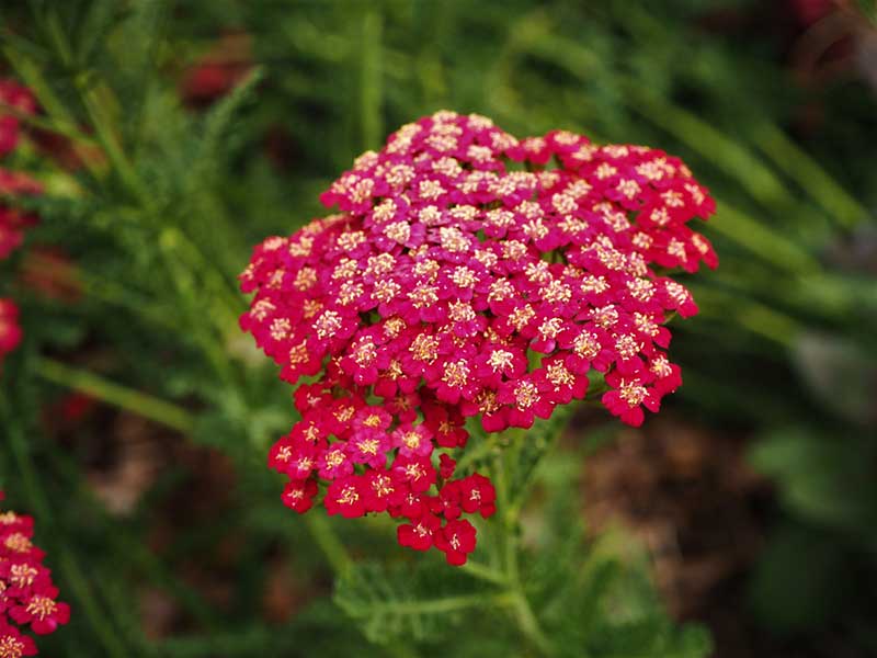 red yarrow perennial