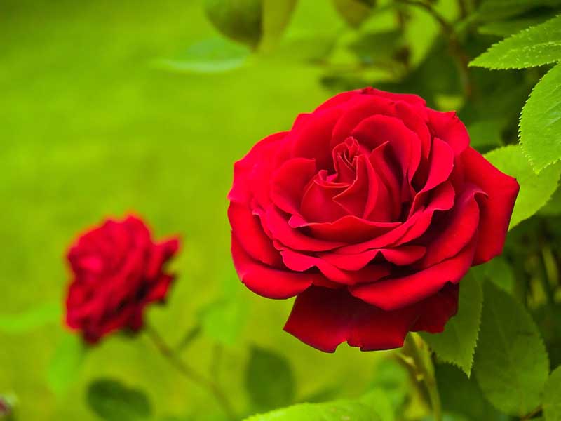 are roses poisonous for dogs