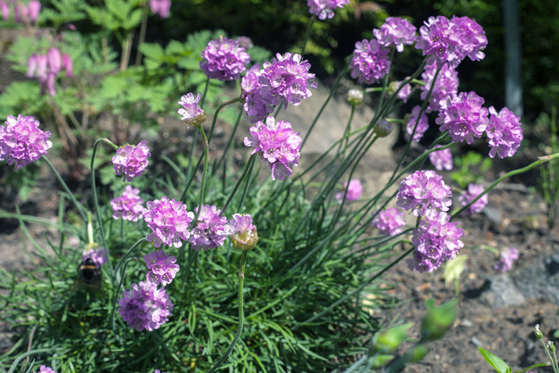 Sea Thrift