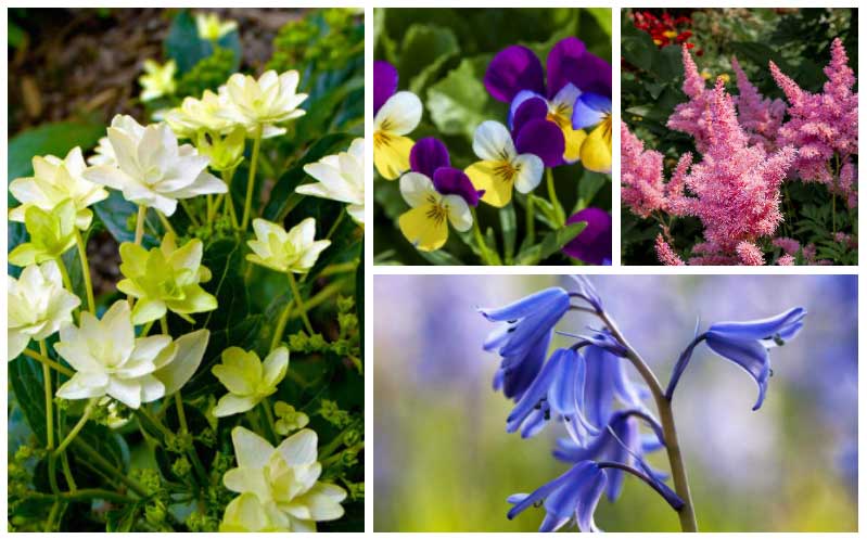 shade perennial flowers