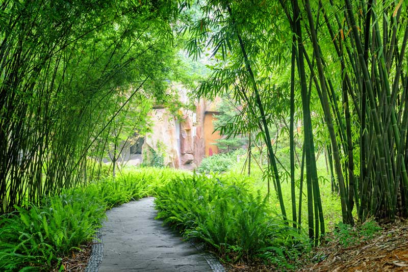 fern in shade walkway