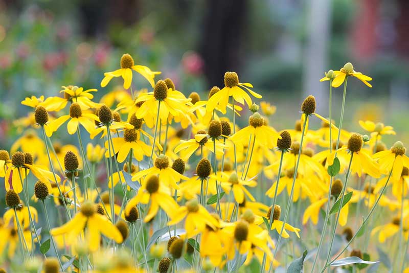 yellow Coneflower